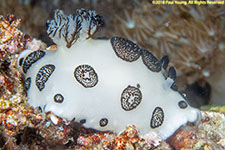 nudibranch