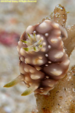 nudibranch