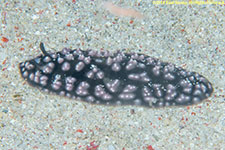 nudibranch