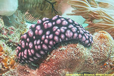 nudibranch