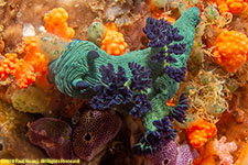 nudibranch