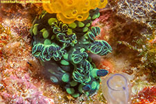 nudibranch