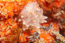 nudibranch