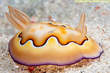 nudibranch