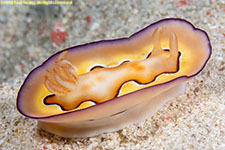 nudibranch