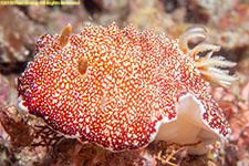 nudibranch