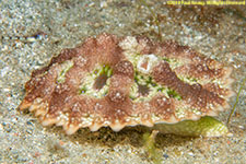 nudibranch