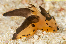 nudibranch