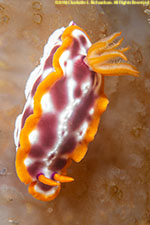 nudibranch