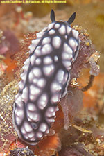 nudibranch