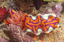 nudibranch