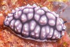 nudibranch