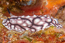 nudibranch