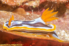 nudibranch