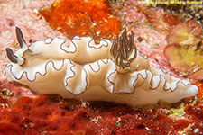 nudibranch