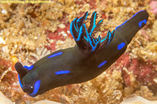 nudibranch