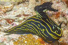 nudibranch