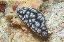 nudibranch