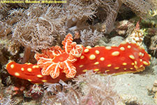 nudibranch