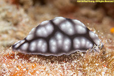 nudibranch