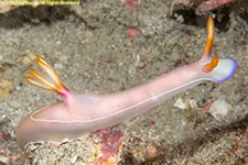 nudibranch