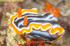 nudibranch