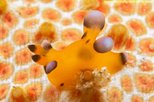 nudibranch