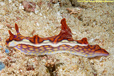 nudibranch