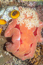 nudibranch