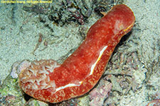 nudibranch