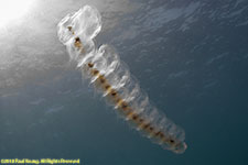 salp