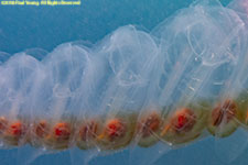 salp