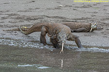 two komodo dragons