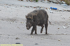 banded pig