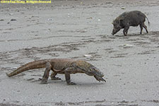 komodo dragon and banded pig