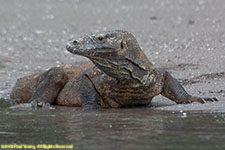 komodo dragon