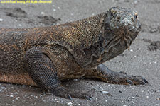 komodo dragon closeup