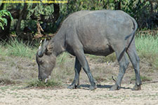 water buffalo