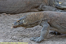 komodo dragons