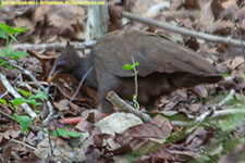 megapode bird