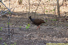 megapode bird