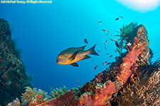 fish life on wreck