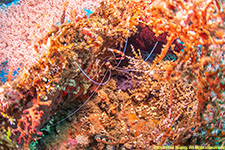 banded coral shrimp