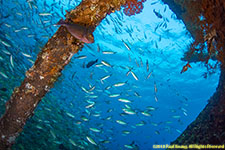 fish on wreck