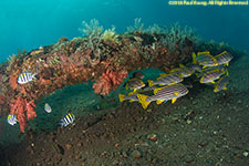 sweetlips on wreck