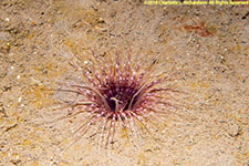 cerianthid