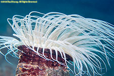 cerianthid