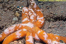 sea star