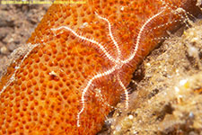 brittle star