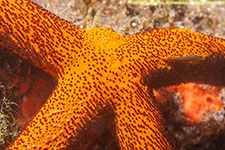 sea star